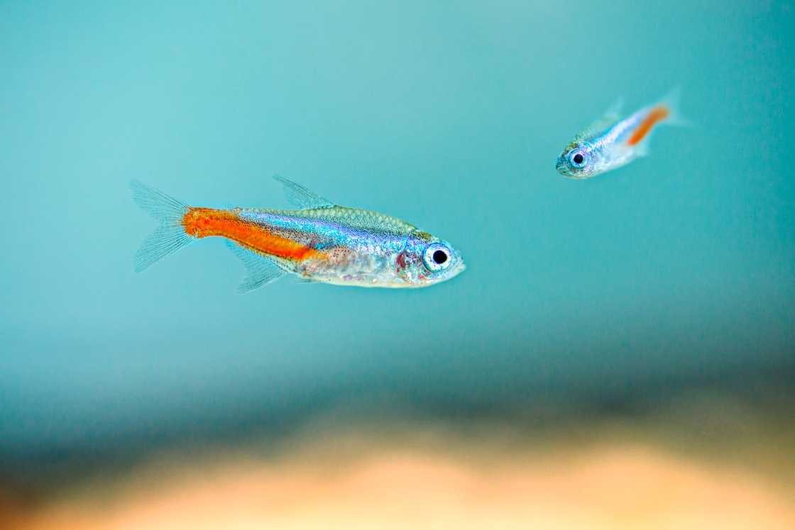 Two Neon Tetra swimming underwater