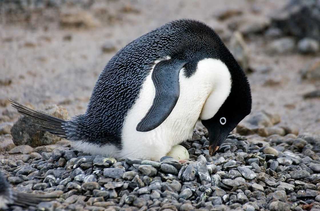 Adélie penguin sitting on a nest Adélie penguin sitting on a nest