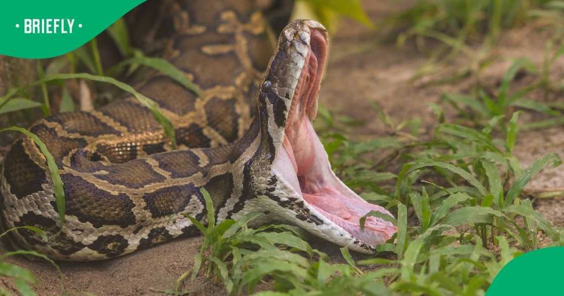 Python startles guests