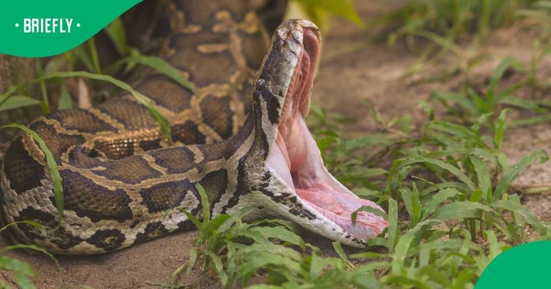 Python startles guests Python startles guests