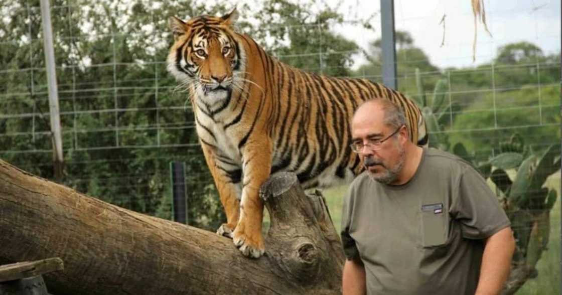 Rassie Erasmus opens up about Sheba the tigers escape Rassie Erasmus opens up about Sheba the tigers escape