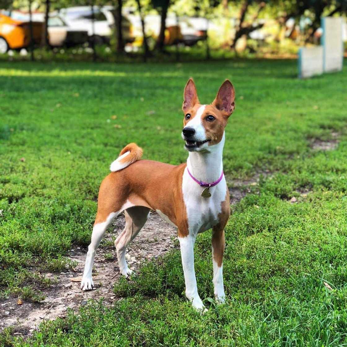 breeds of dogs breeds of dogs