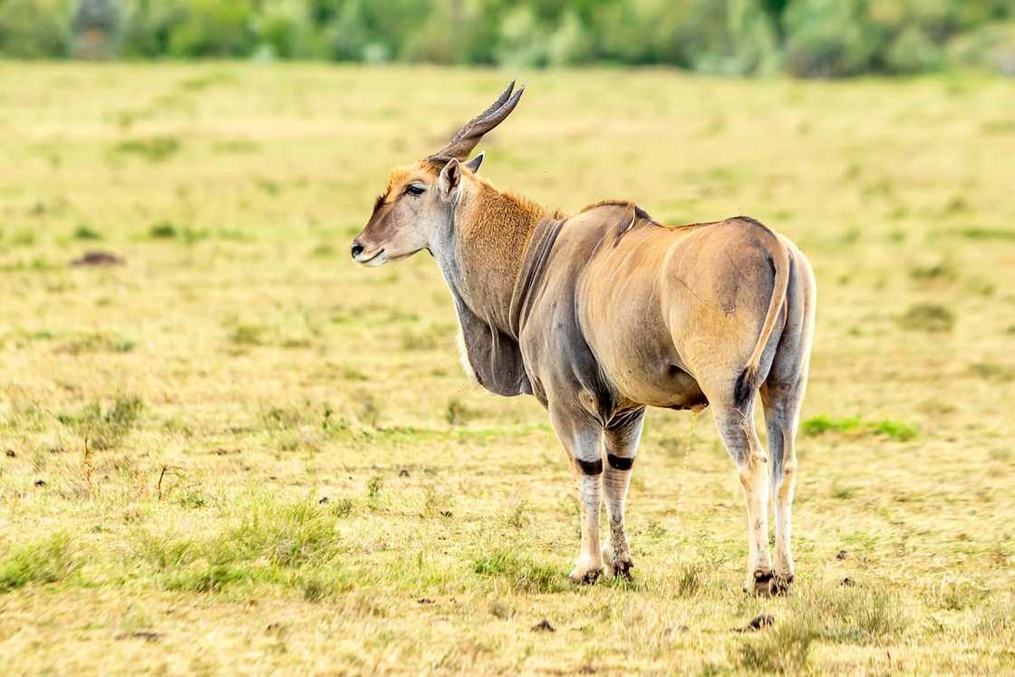Elands are herbivores. Elands are herbivores.