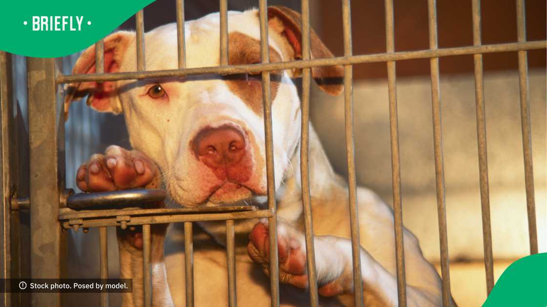 People across Mzansi were split regarding the issue of pit bulls. People across Mzansi were split regarding the issue of pit bulls.