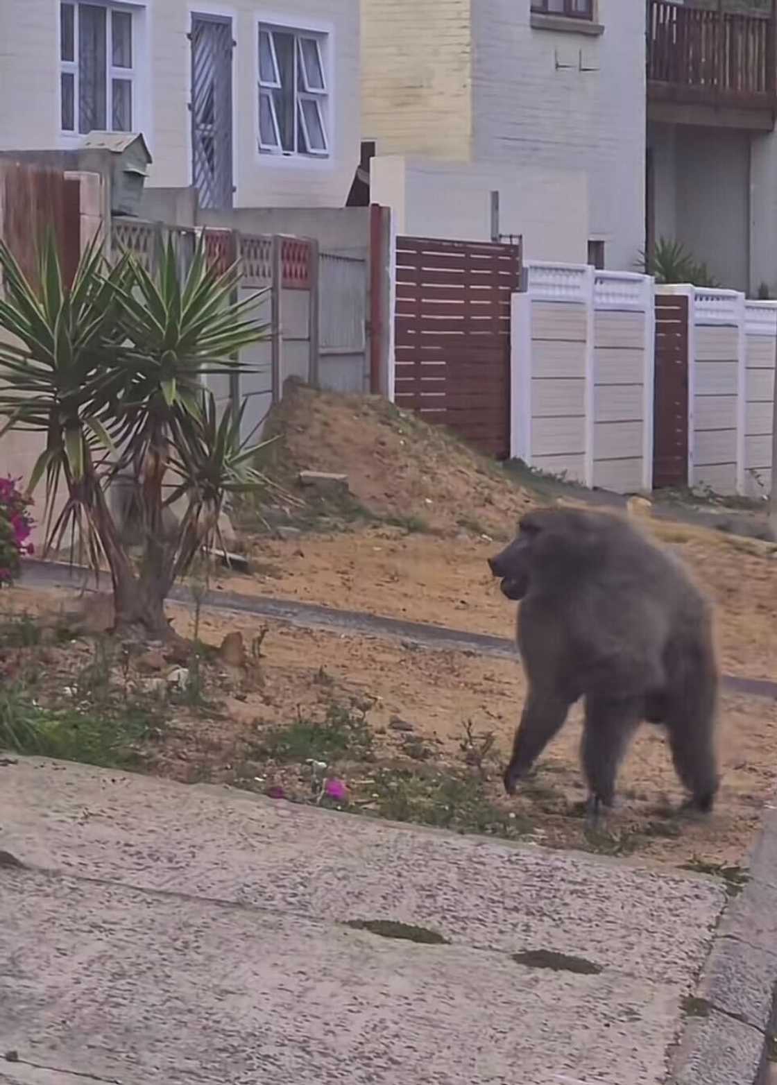 A group of baboons ran through the streets of Cape Town in a TikTok video." A group of baboons ran through the streets of Cape Town in a TikTok video."