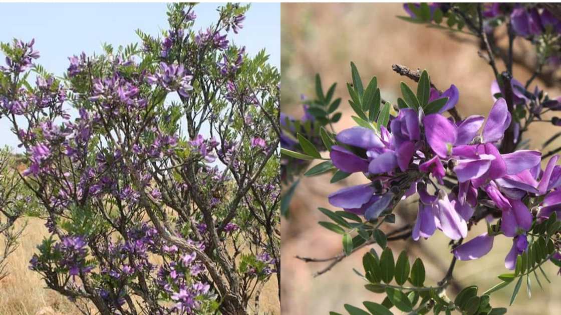 Mundulea Sericea