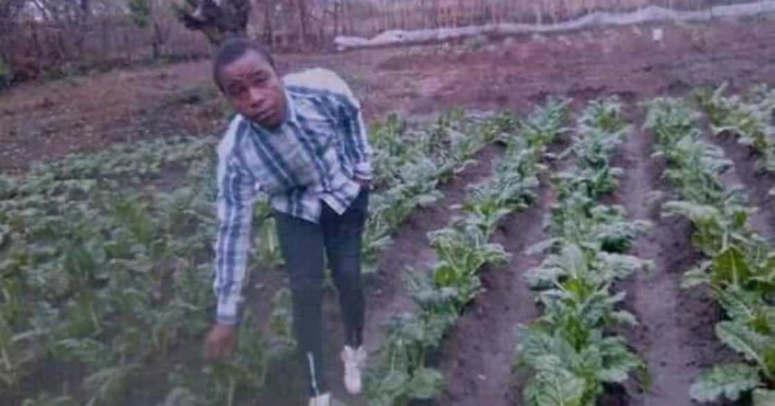 farmer, agriculture, gogo farmer, agriculture, gogo