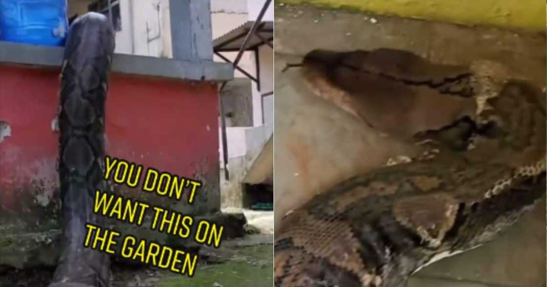 Huge snake terfies internet Huge snake terfies internet