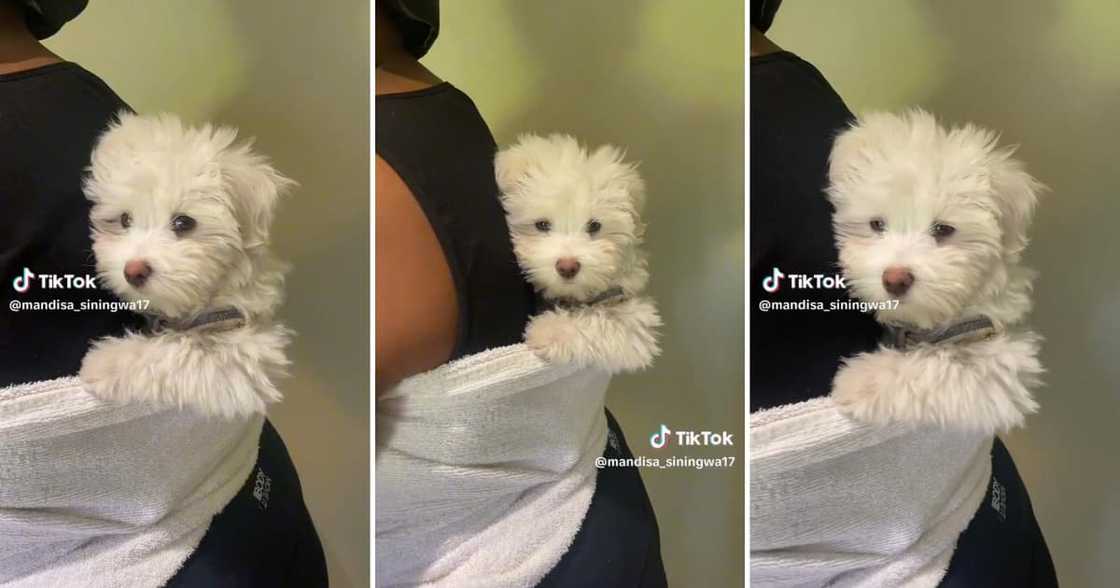 A video of a woman carrying a puppy on her back A video of a woman carrying a puppy on her back