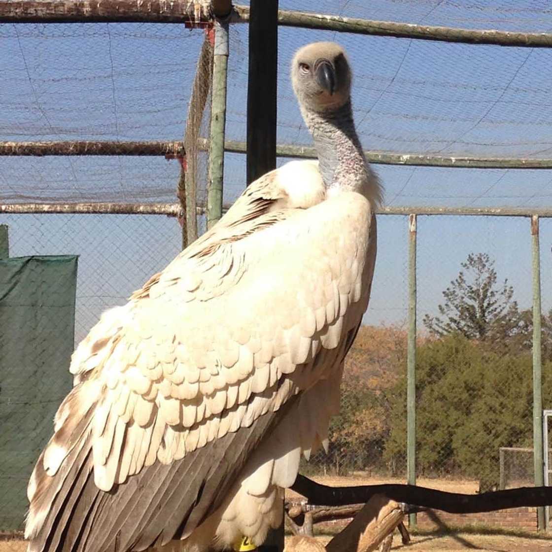 Top 20 extinct and endangered animals in South Africa with images Top 20 extinct and endangered animals in South Africa with images