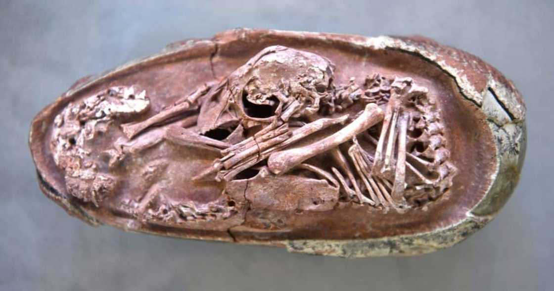 Dinosaur egg, perfectly preserved, viral image, dinosaur news, China, Jiangxi Province Dinosaur egg, perfectly preserved, viral image, dinosaur news, China, Jiangxi Province