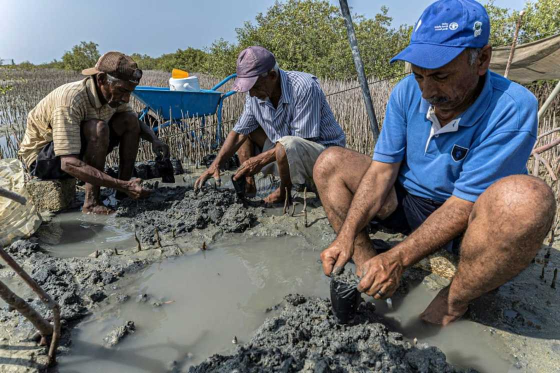 Workers replant mangrove trees in Egypt's Red Sea coast near Marsa Alam. The trees act as a natural barrier against rising seas and extreme weather