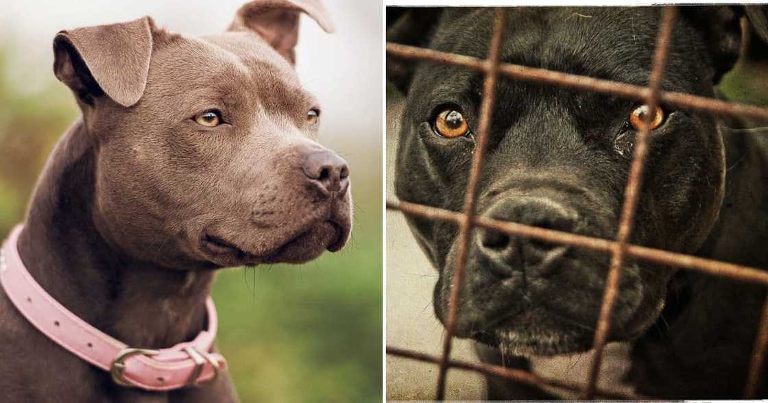 SPCA offers R 5000 reward to trace pit bull killers