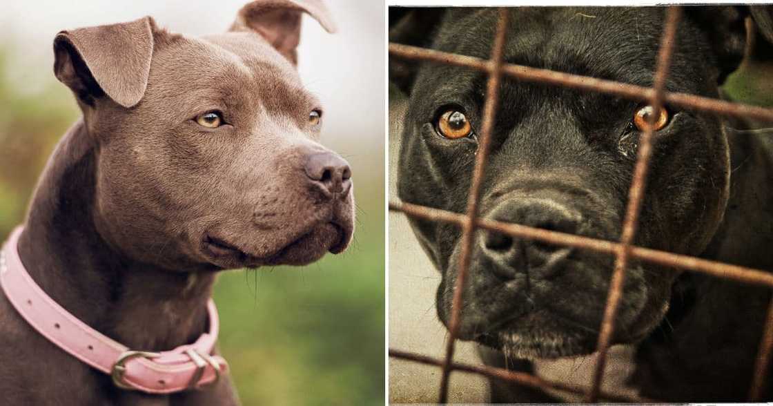 SPCA offers R 5000 reward to trace pit bull killers SPCA offers R 5000 reward to trace pit bull killers