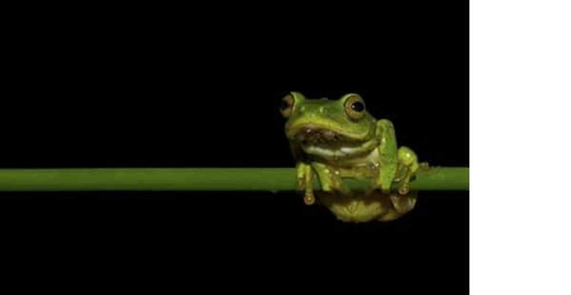 Top 20 extinct and endangered animals in South Africa with images Top 20 extinct and endangered animals in South Africa with images