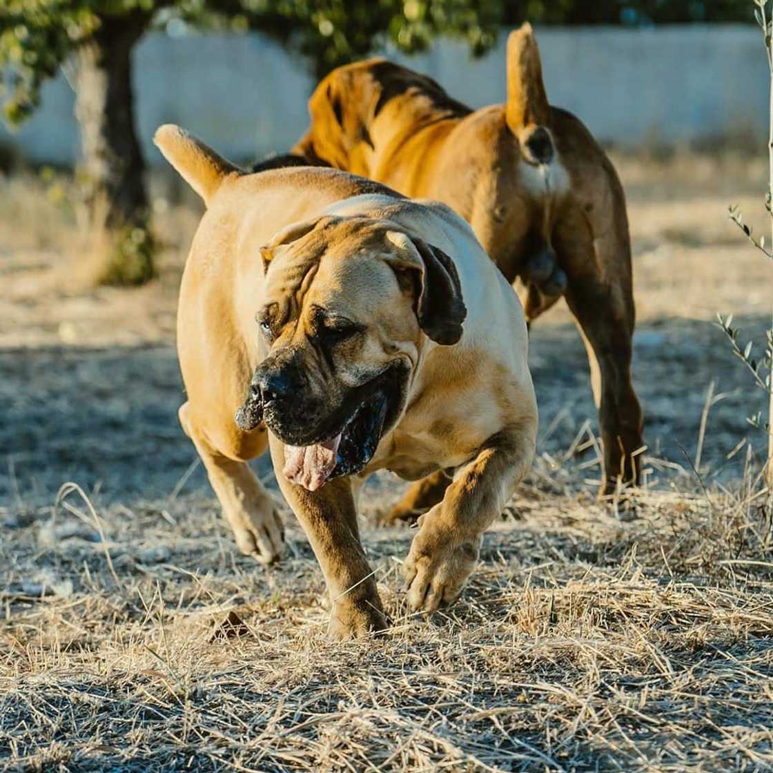 South African Boerboel: reasons why every homeowner should buy this dog breed