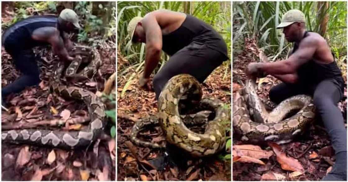 American football player Mike Holston battles snake. American football player Mike Holston battles snake.
