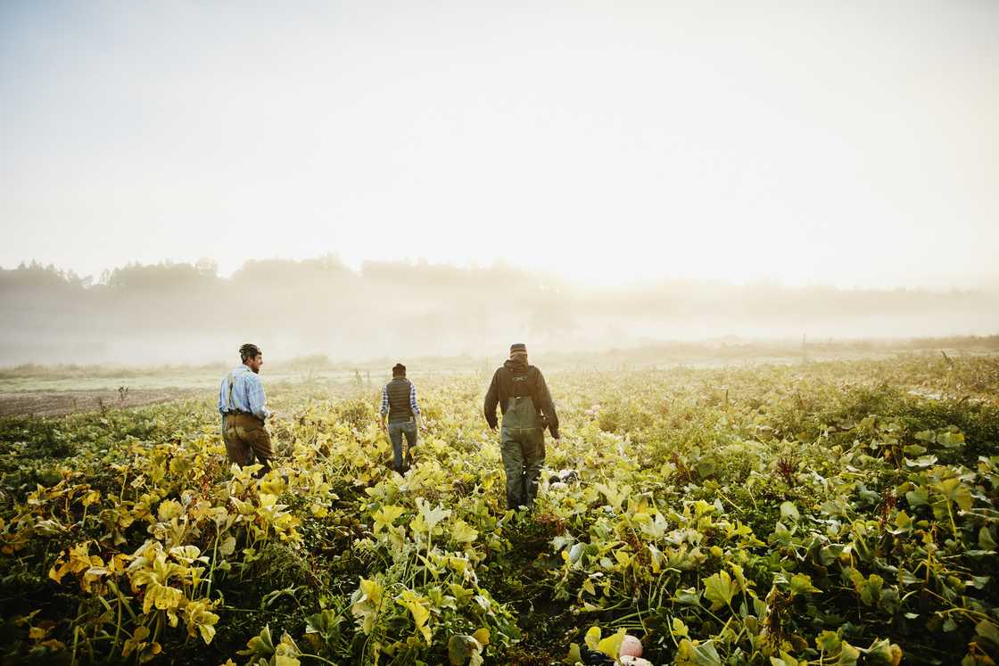 Farmers walking through an organic squash field. Farmers walking through an organic squash field.