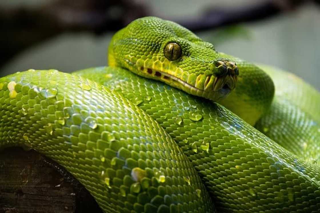 snakes of South Africa snakes of South Africa