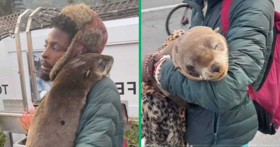 Cape Town man in TikTok video rescued seal Cape Town man in TikTok video rescued seal