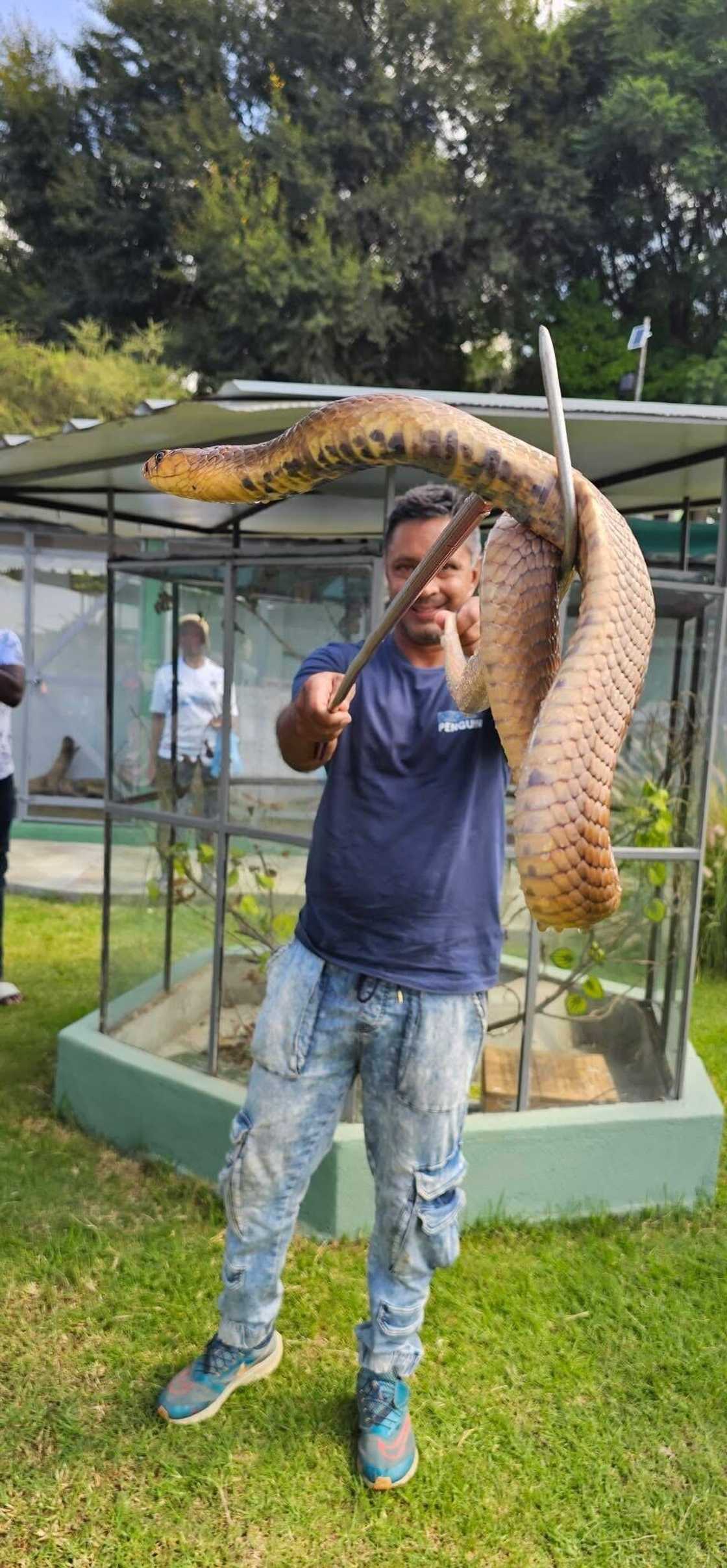 A snake catcher showcased a massive snake he caught in a picture.
