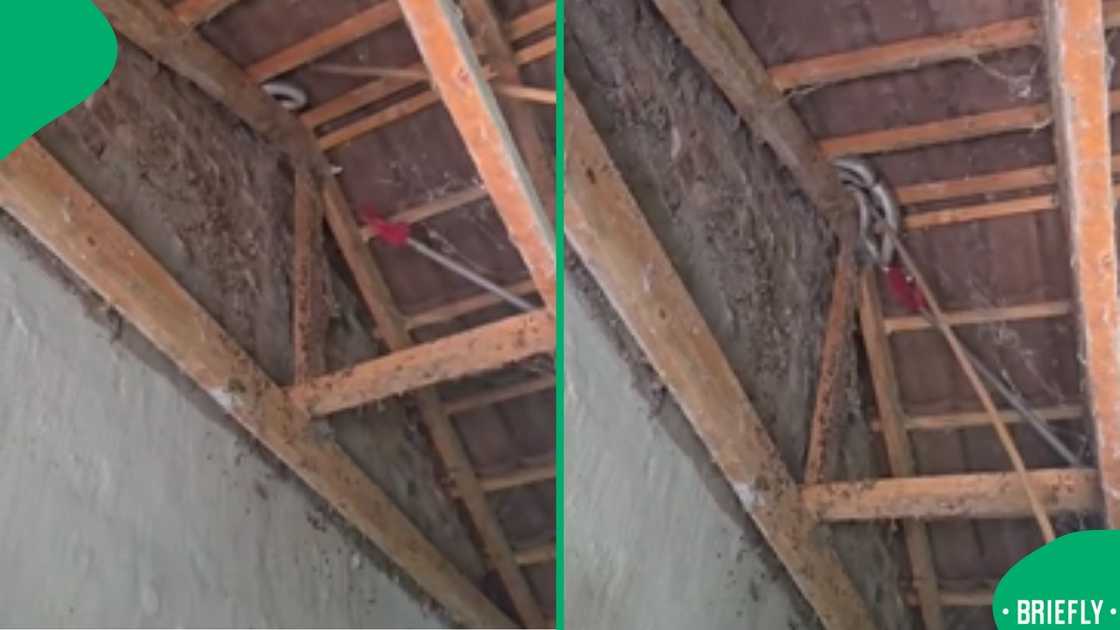 A dramatic Limpopo snake removal stirred fear and fascination across social media