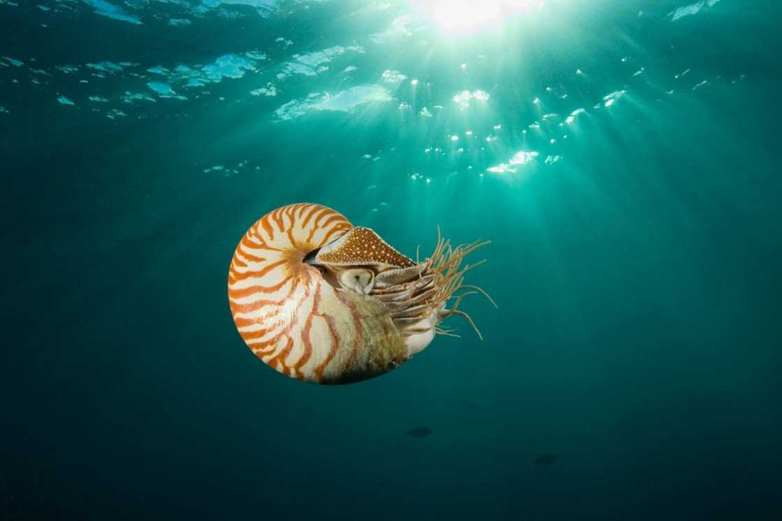 Nautilus in the deep ocean Nautilus in the deep ocean