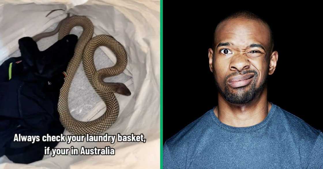 A king brown snake in laundry and a man in disbelief A king brown snake in laundry and a man in disbelief