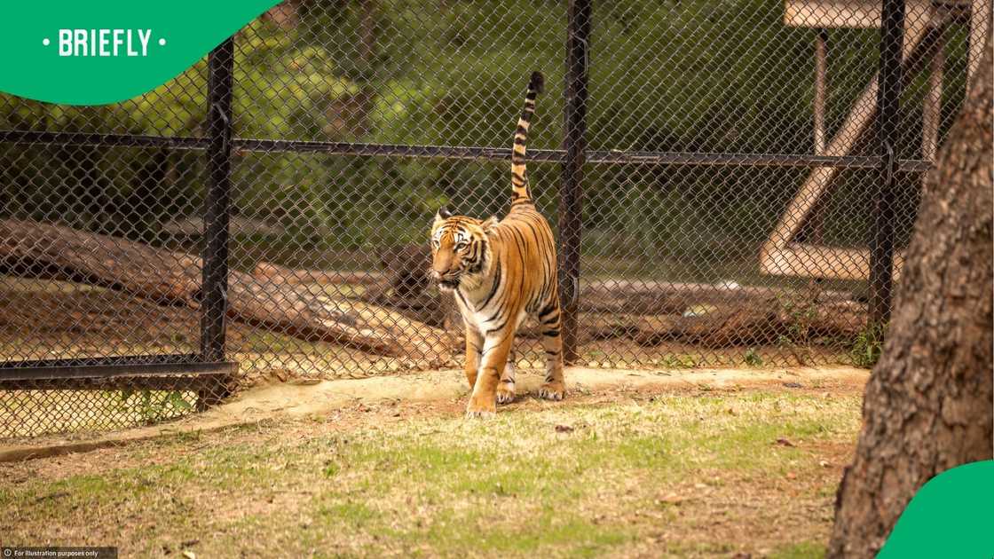 Man in UK killed by tiger Man in UK killed by tiger