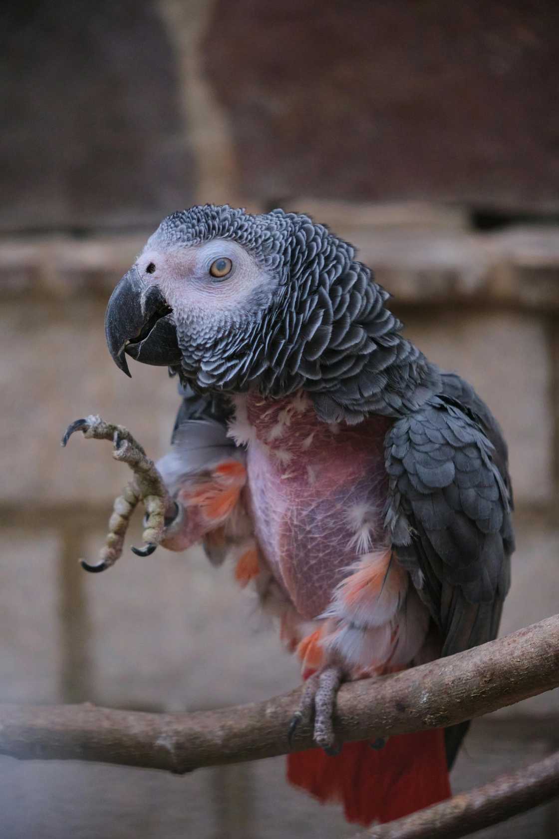 Parrots can echo speech Parrots can echo speech
