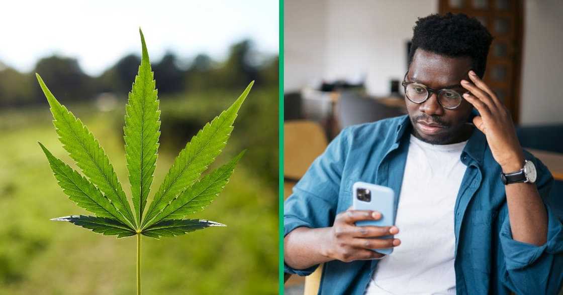 Collage image of weed leaf and a man staring at a phone shocked