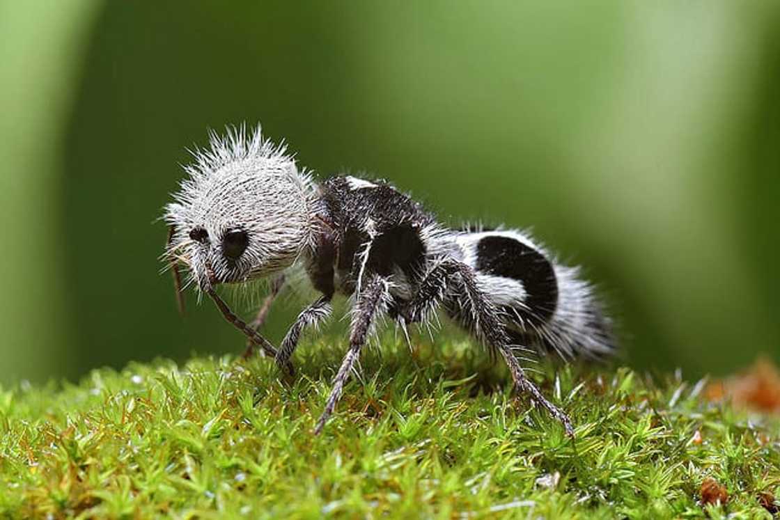 Rarest insects Rarest insects