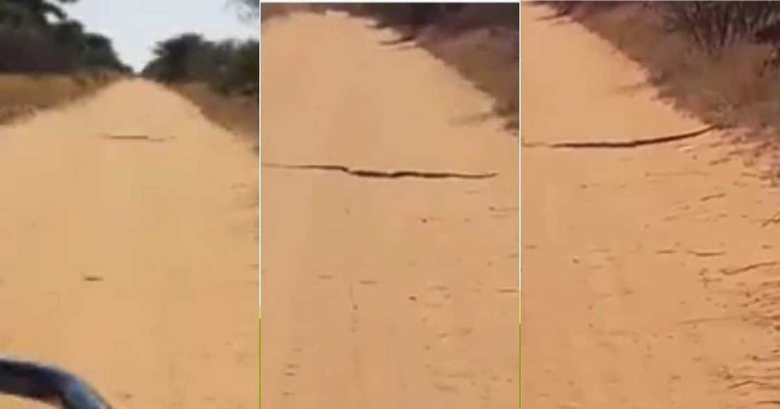 Another Terrified, Farm Girl, Shares Video, Meeting, Giant Snake Another Terrified, Farm Girl, Shares Video, Meeting, Giant Snake