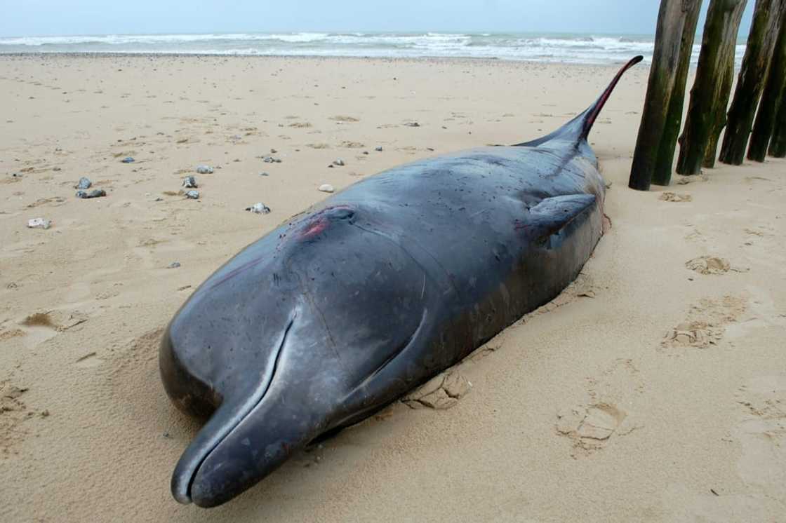 Northern beaked whales are rarely seen this far south of the Arctic