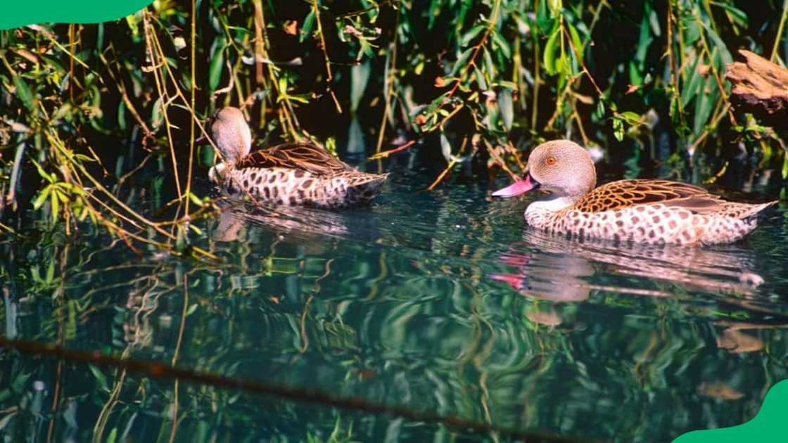 aquarium in Johannesburg aquarium in Johannesburg