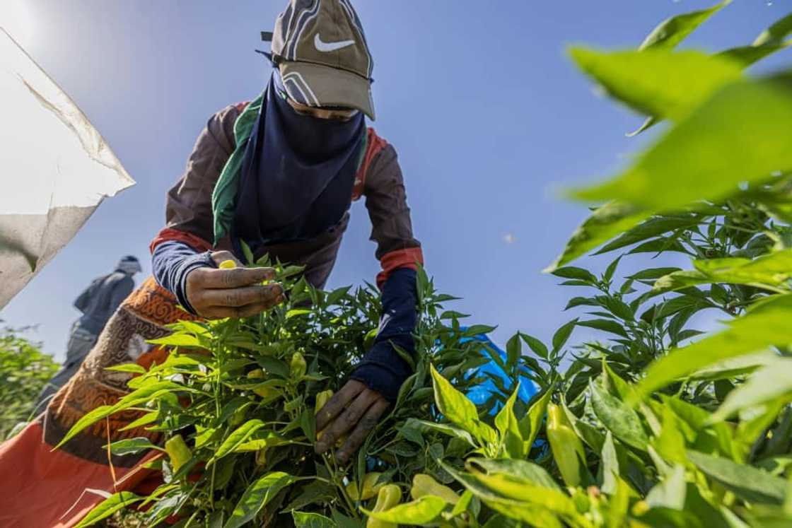 Egyptian smallholders wield little negotiating power in the marketplace making it difficult for them to avoid sliding into debt Egyptian smallholders wield little negotiating power in the marketplace making it difficult for them to avoid sliding into debt