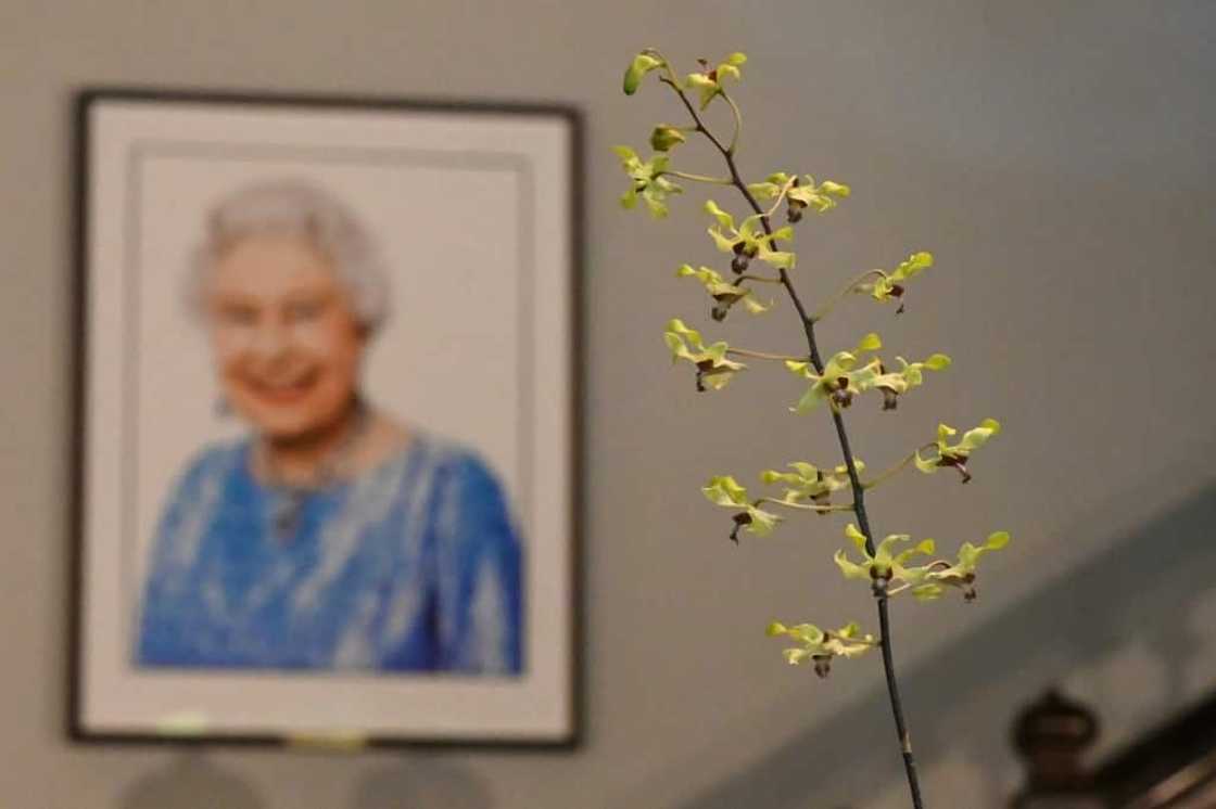 After Queen Elizabeth II's death, Singapore's Botanic Gardens loaned a sprig of Dendrobium Elizabeth to the British high commissioner's residence