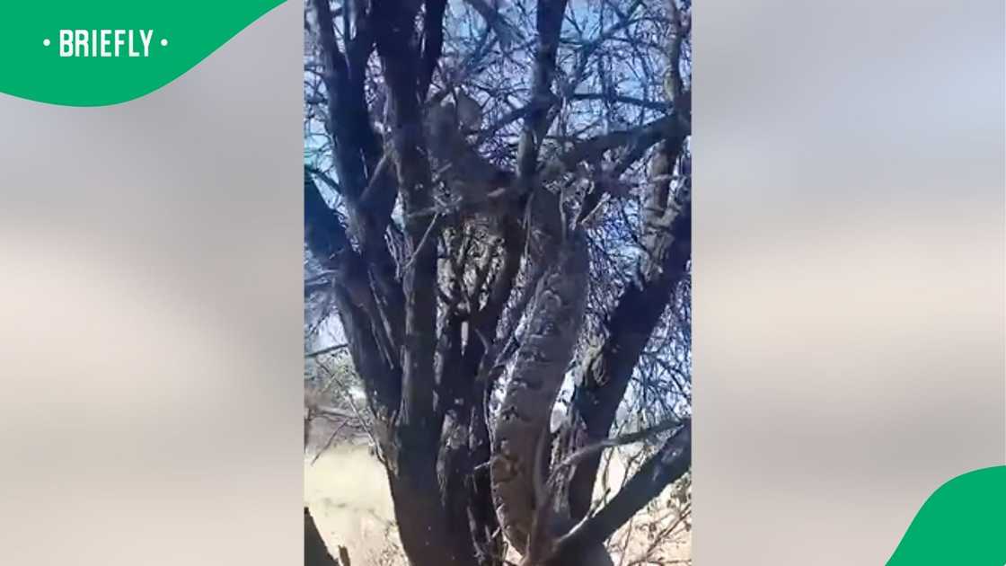 A video went viral on Facebook. A video went viral on Facebook.