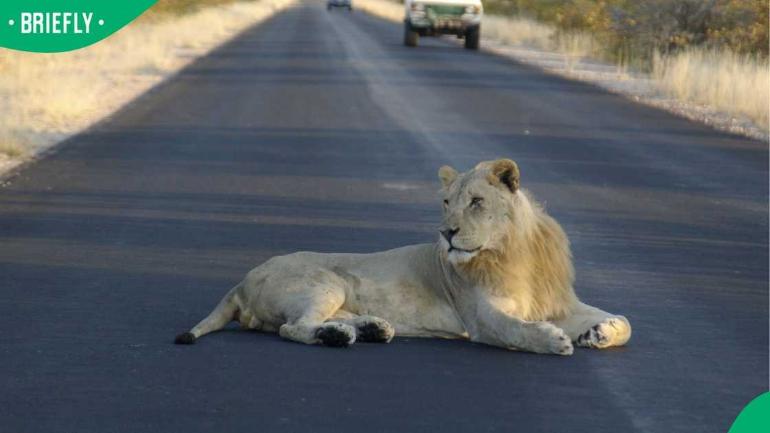 Lions Lions