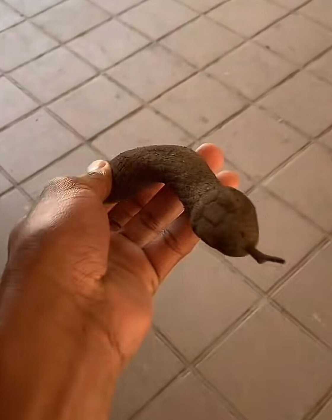 A TikTok video of a snake prank on teachers became a viral sensation. A TikTok video of a snake prank on teachers became a viral sensation.