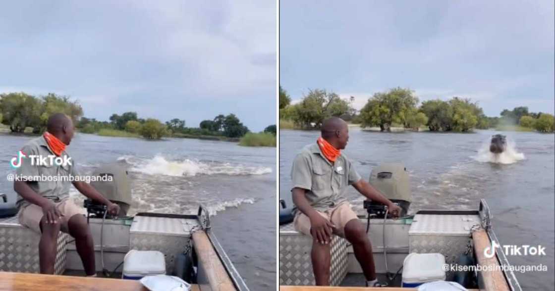 Viral TikTok of hippo chasing speedboat