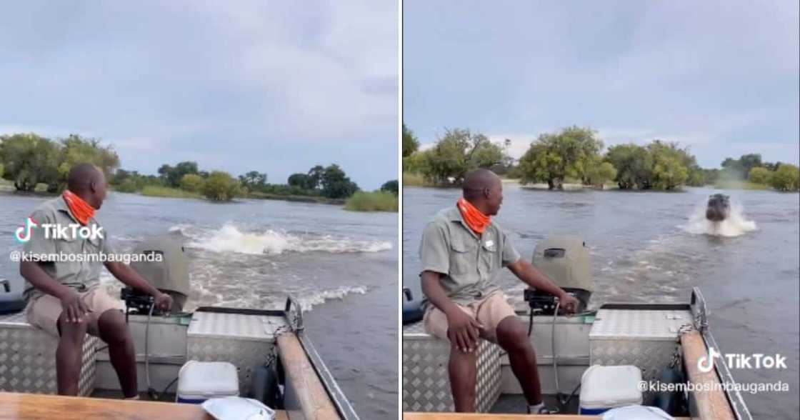 Viral TikTok of hippo chasing speedboat Viral TikTok of hippo chasing speedboat