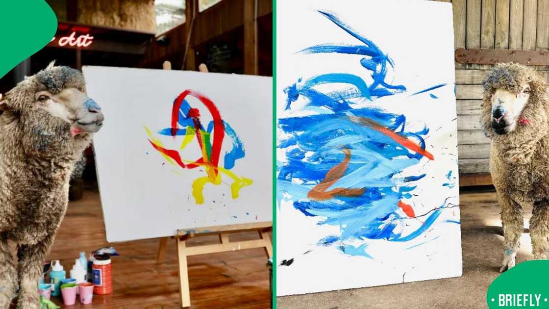 A painter sheep has gone missing. A painter sheep has gone missing.