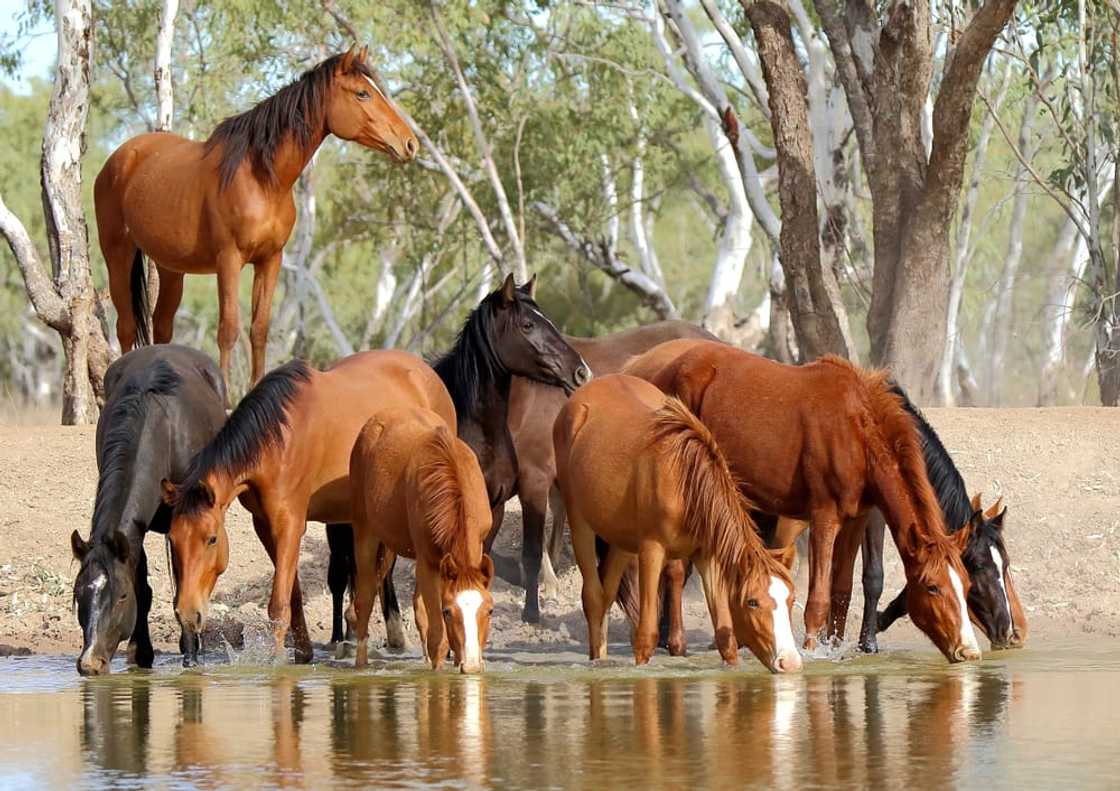 What is the most expensive horse in the world 2021? What is the most expensive horse in the world 2021?