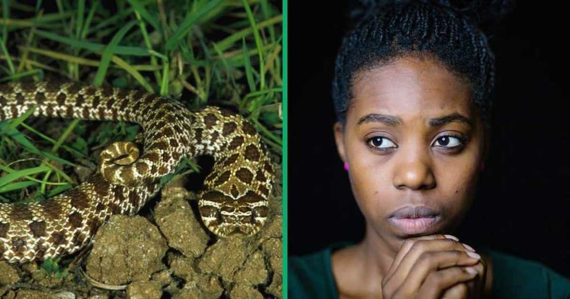 Mpumalanga snake warning issued Mpumalanga snake warning issued