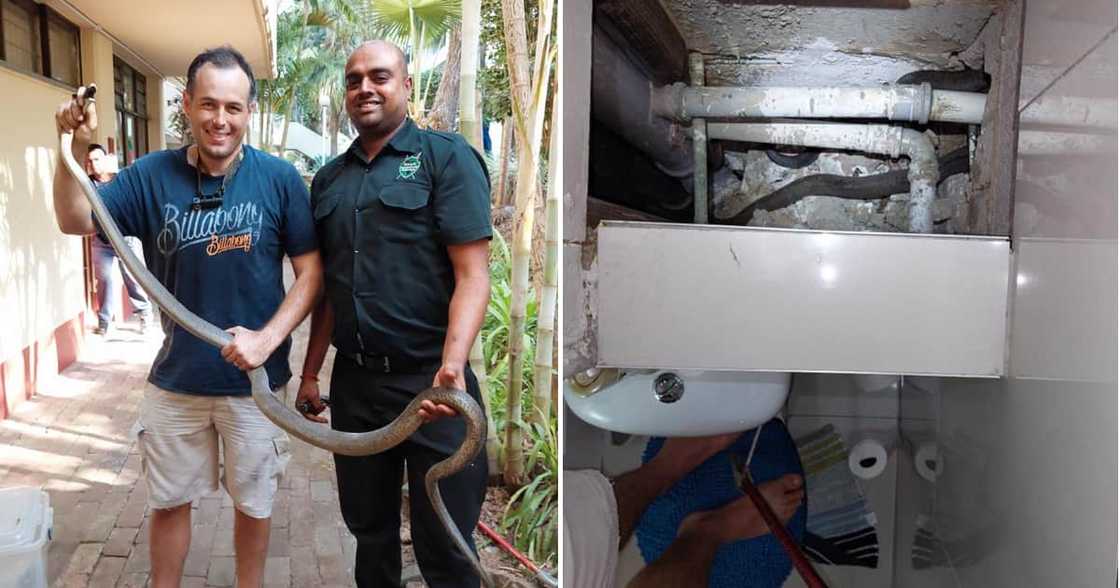 Conservationist Nick Evans rescued a 2.5m long black mamba stuck within a wall.