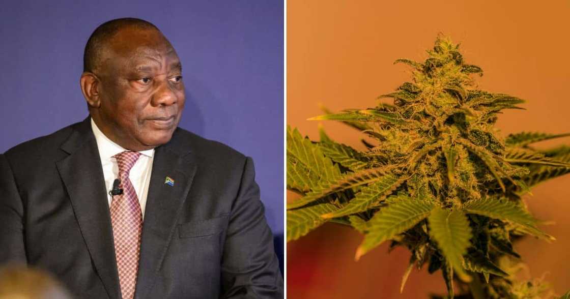 President Cyril Ramaphosa said government would grow the weed sector during the Sona President Cyril Ramaphosa said government would grow the weed sector during the Sona