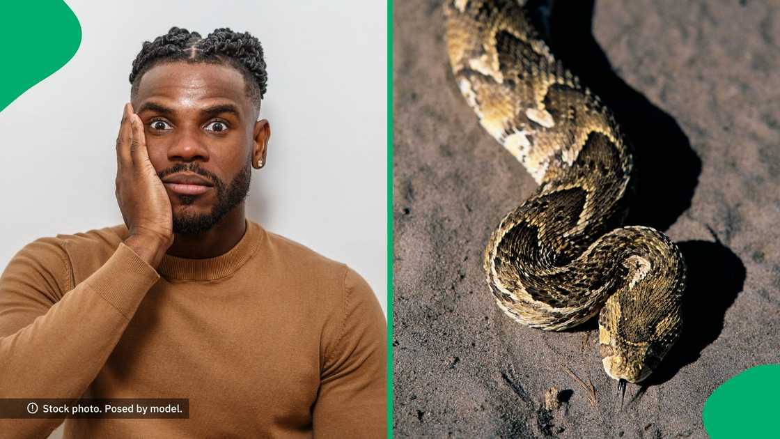 Man catches puff adder inside house by himself Man catches puff adder inside house by himself