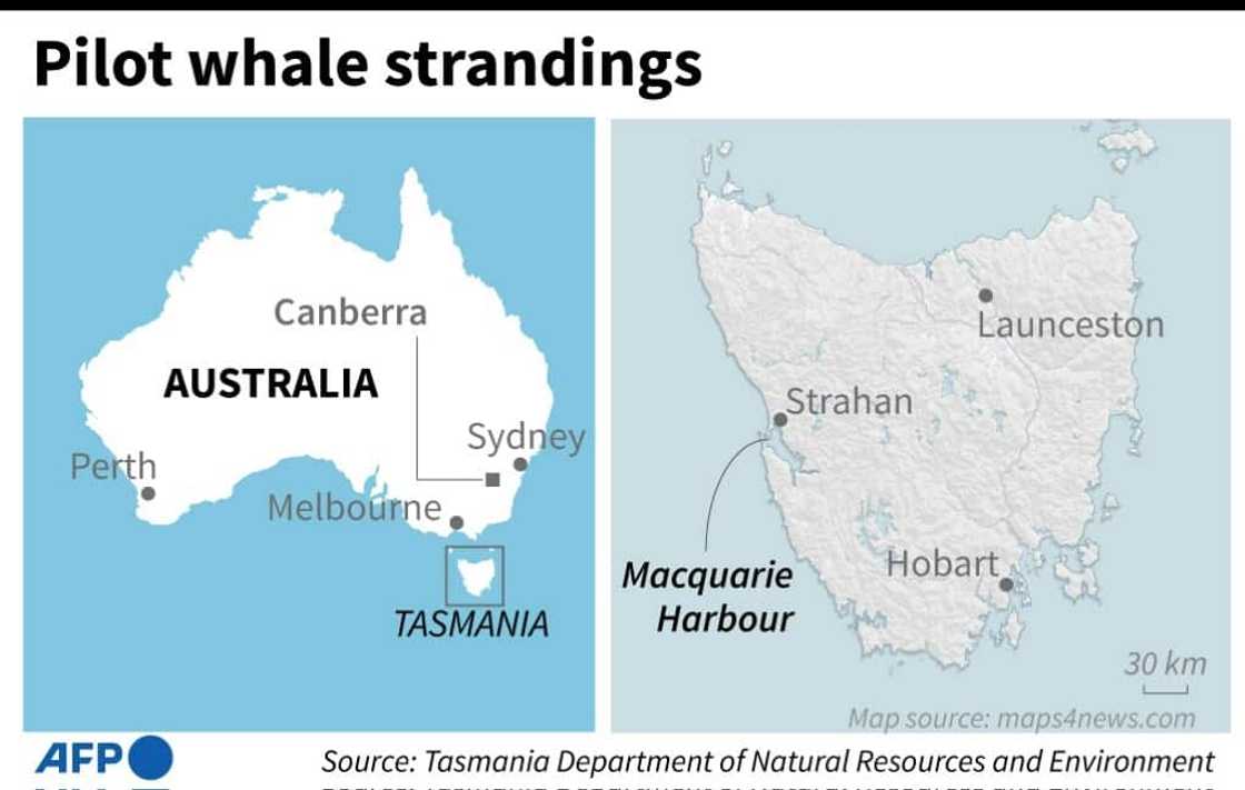 Pilot whale strandings