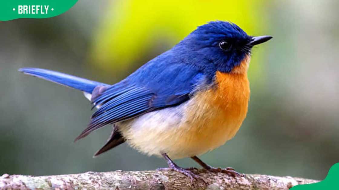 Flycatcher on a tree branch